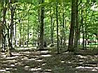 Dumbrava-04.jpg